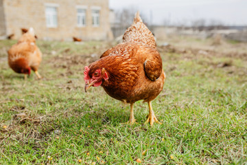 chickens in the yard graze, hens feed on grass. poultry farm