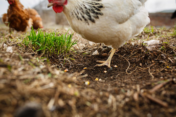 chickens in the yard graze, hens feed on grass. poultry farm