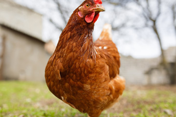 chickens in the yard graze, hens feed on grass. poultry farm