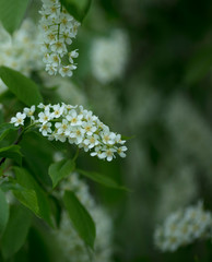 white flower in the garden