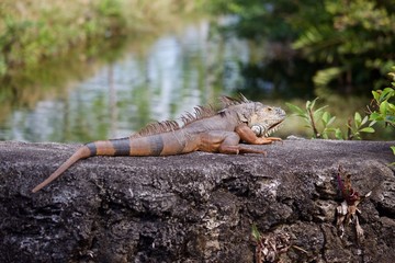 Golden Iguana sunning on rock barrier
