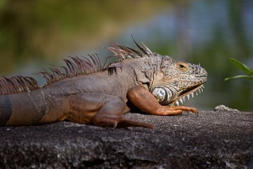 Golden Iguana sunning on rock barrier