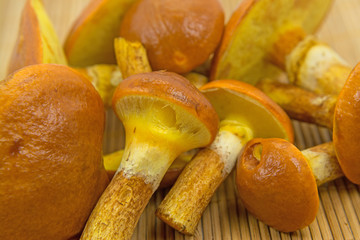 Gold-Röhrling, Suillus grevillei