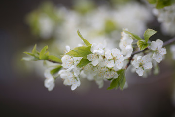 white flowers of apple tree