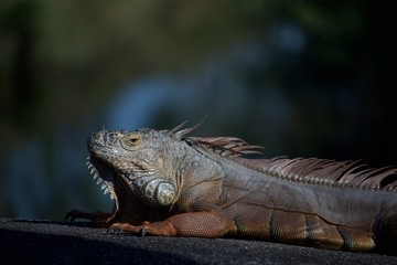 Golden Iguana sunning on rock barrier