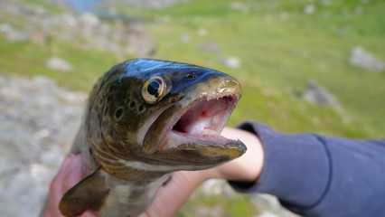Summer at Soroya, Norway