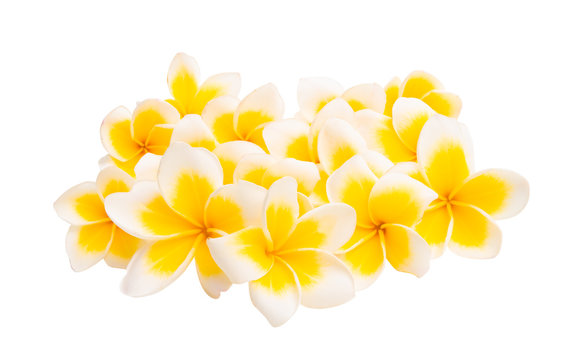 frangipani isolated