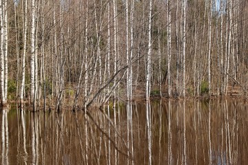 Obraz premium Spring forest and river