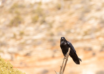 A raven perched on the end of a dead branch looks strait at the camera.