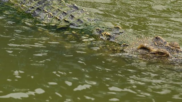 crocodile swimming in the water