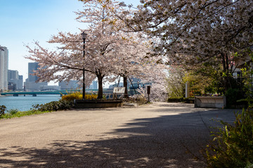 Scenery with cherry blossoms near Aioi Bridge in Chuo-city, Tokyo, Japan