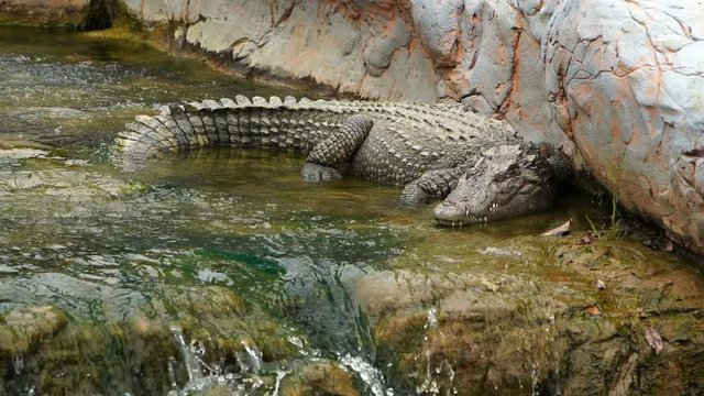 slow-motion of crocodile sleeping on rock with water