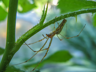 Spider under the leaf after rain