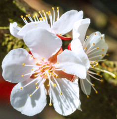 Detailed macro photo of early spring apricot blossoms in bright colors and with a blurry background