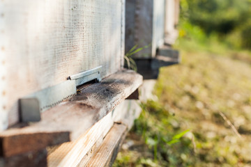 Bee hive in apiary at rural landscape