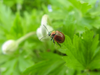 Chrysolina polita-mint leaf Beetle (polished)