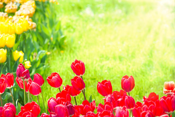 Beautiful tulips with green grass