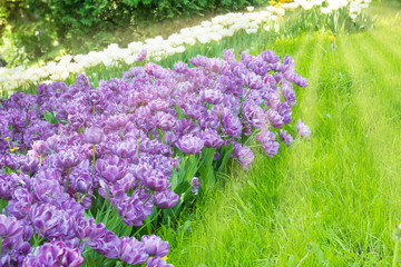 Purple tulips in the green park