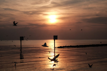 Sunset scene with warning marking steel pole in the sea and flying seagulls in the sky at twilight time.