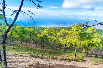 Fototapeta na wymiar Mountain landscape with green pine trees