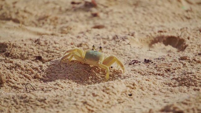 Litle crab in the sand