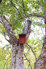 Red wooden bird house in a tree. Home made.