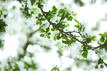 apple blossom in the spring garden, fresh white flowers of apple