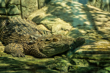 Alligator basking on warm stones in the sun