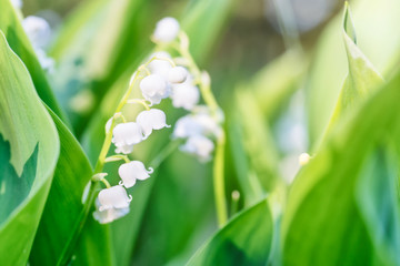 White flowers lily of the valley in the forest