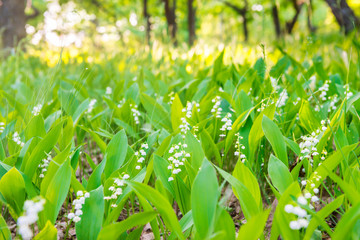 Forest with white flowers lily of the valley