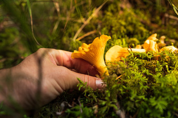 Hand picking chanterells in a forest in Sweden - obrazy, fototapety, plakaty