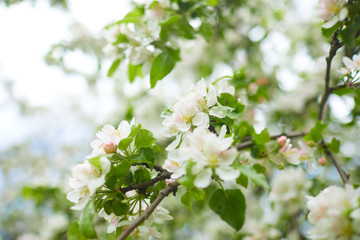 apple blossom in the spring garden, fresh white flowers of apple