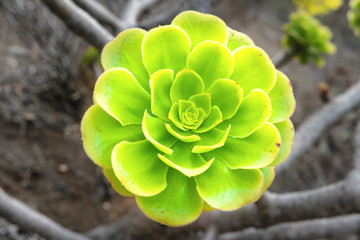 Green rosettes of succulent Aeonium arboreum