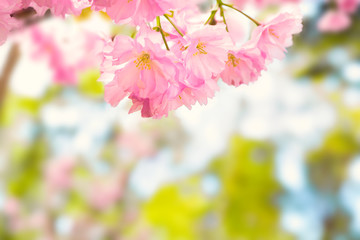 Pink sakura flowers on a spring tree