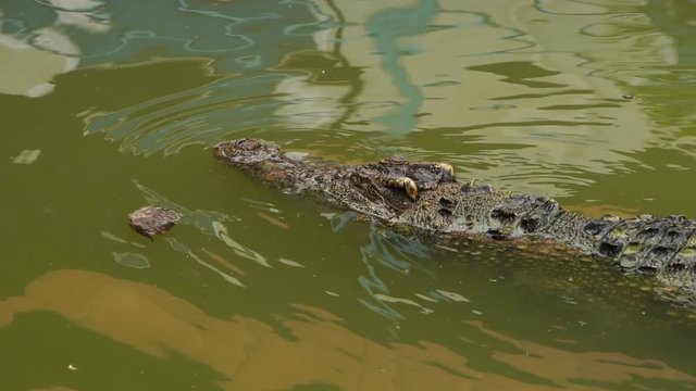 slow-motion of crocodile swimming