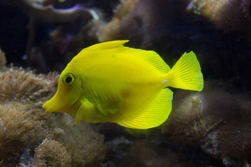 Gelber Fisch im Aquarium