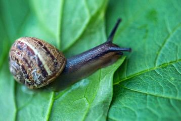 Big garden snail on leaves