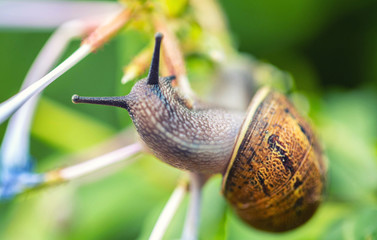 Big garden snail on leaves
