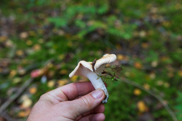 Fresh and newly picked hedgehog mushroom in a hand with green background in a forest. 