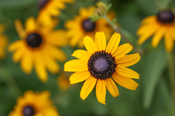 rudbeckia