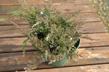 juniperus horizontalis prince of wales