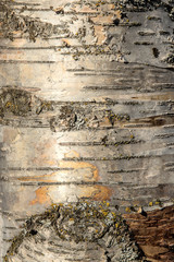 Abstract close up of tree bark.