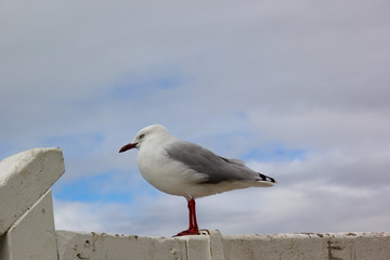 Möwe in Neuseeland