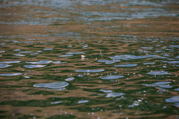 Lower Deschutes River Oregon Fly Fishing Trip in May