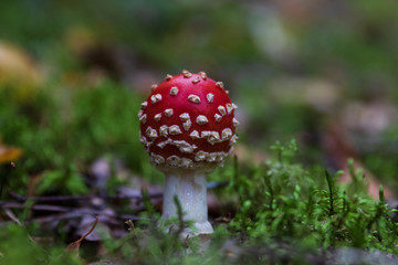 Poisonous young death cap toadstool standing in green moss.