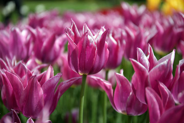 Obraz premium Field of tulip flowers