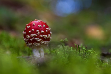 Poisonous young death cap toadstool standing in green moss.