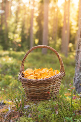 Basket filled with fresh wild chanterelles picked during a successful harvest in a forest with sunshine behind.