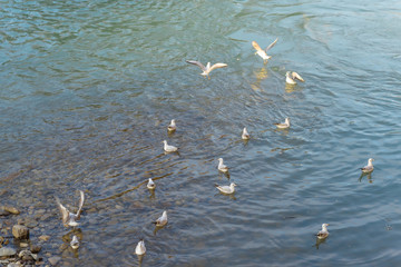 Birds at the seashore. White doves in flight. The rocky shore of the black sea. Ripples on the...