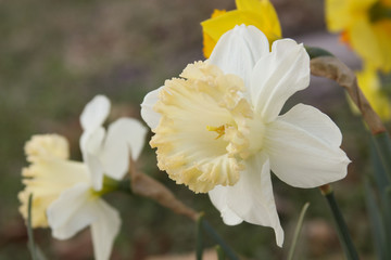 creamy daffodil